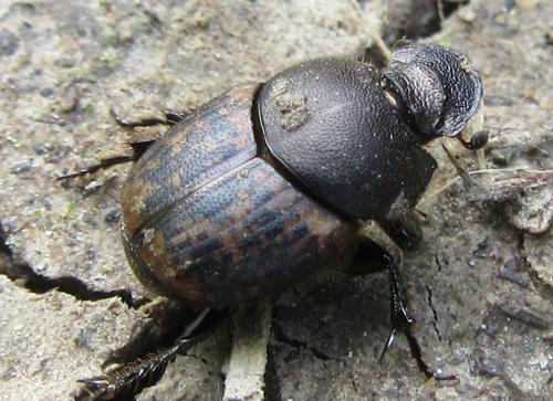 Réf. 322 190 : Onthophagus fracticornis